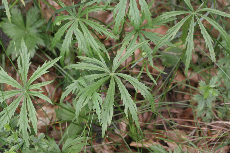 Astrantia minor / Astranzia minore